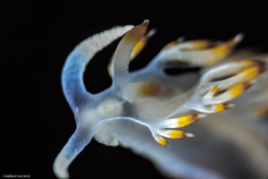 "From the Top" 
Flabellina Babai by Raffaele Livornese 